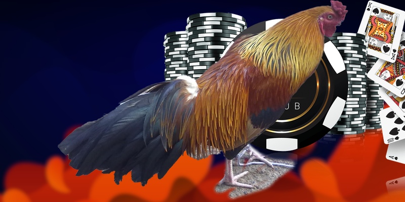 Đá gà trực tiếp Thomo online vận hành thế nào