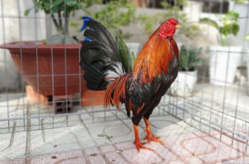 Bí thuật quan sát đòn đánh khi vào trận