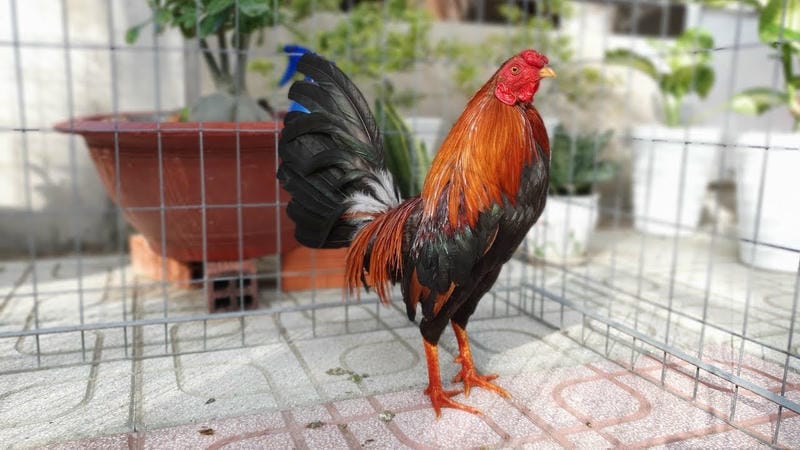 Bí thuật quan sát đòn đánh khi vào trận