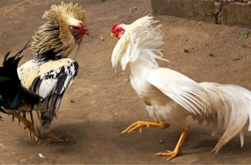 Trải nghiệm mãn nhãn cùng âm thanh sống động