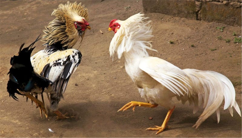 Trải nghiệm mãn nhãn cùng âm thanh sống động