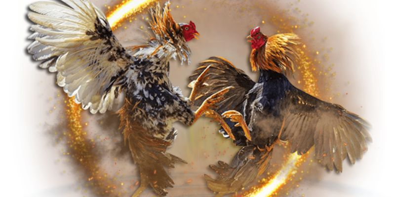 Luật chơi đá gà C3 chi tiết cho người mới