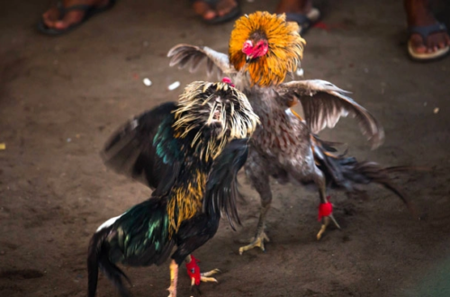 Mẹo giúp bạn chơi đá gà C3 dễ thắng tại MB66