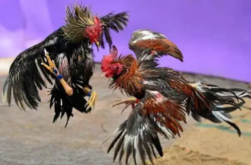 Lưu ý khi chọn kèo đá gà cựa dao trực tiếp