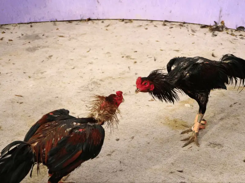 Bí mật đằng sau những trận đá gà đỉnh cao