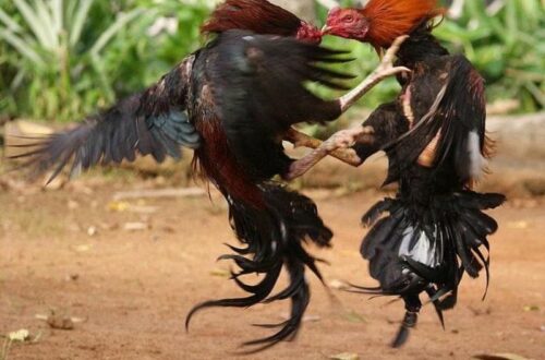 Bài tập rèn luyện thể lực và đòn đánh hiểm hóc