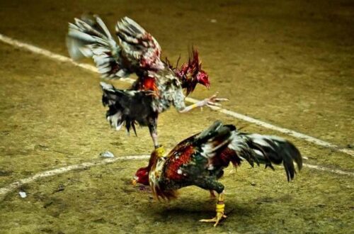 Quy trình om bóp tiêu chuẩn cho gà vừa thi đấu