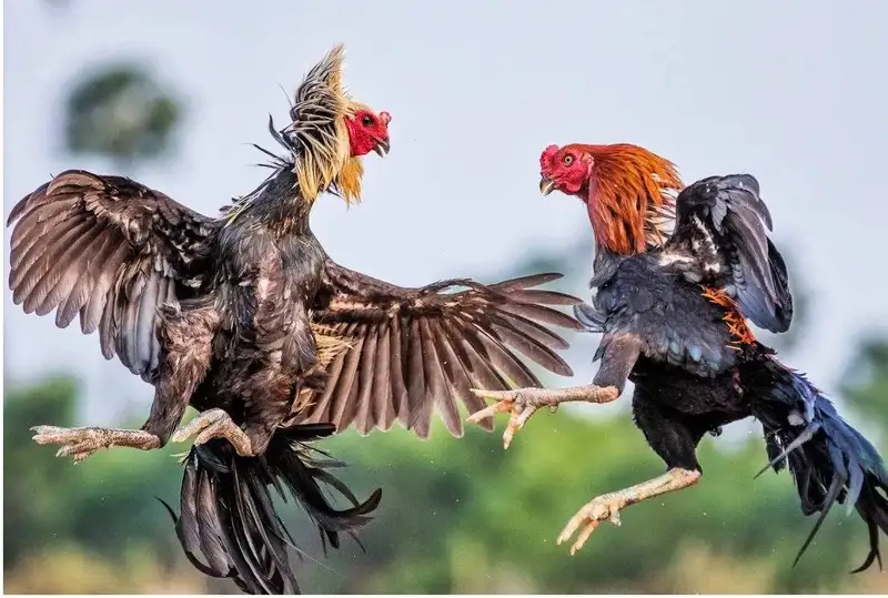 Đá gà Philippines trực tiếp sắc nét với tốc độ cao