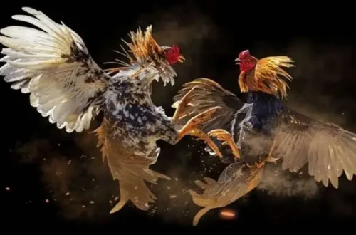 Bí quyết thắng đá gà cựa dao trong tích tắc